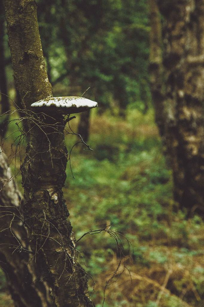A gombatermesztési, egy fa, egy erdőben két - Fotó, kép