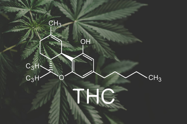 Formula di THC, Tetraidrocannabinolo. Coltivare marijuana, marijuana medica, attività di disprezzo. cannabinoidi e salute, industria della canapa, CBD e THC elementi in Cannabis
, - Foto, immagini