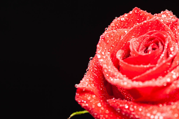 Ενιαίο κόκκινο τριαντάφυλλο με σταγόνα βροχής πάνω από το μαύρο φόντο - Φωτογραφία, εικόνα