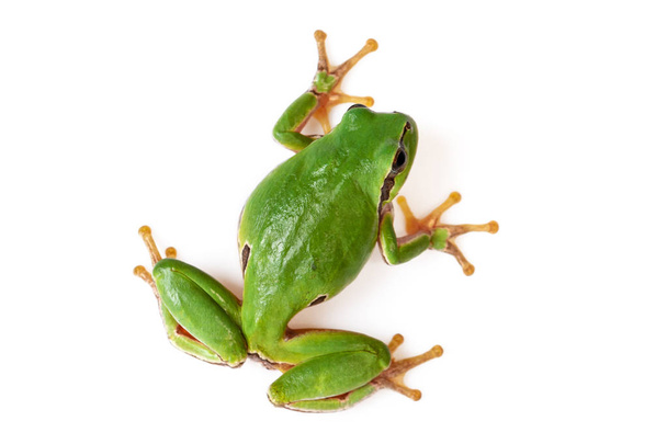 Green Tree Frog Escalada en blanco Close-Up Hyla arborea
 - Foto, imagen