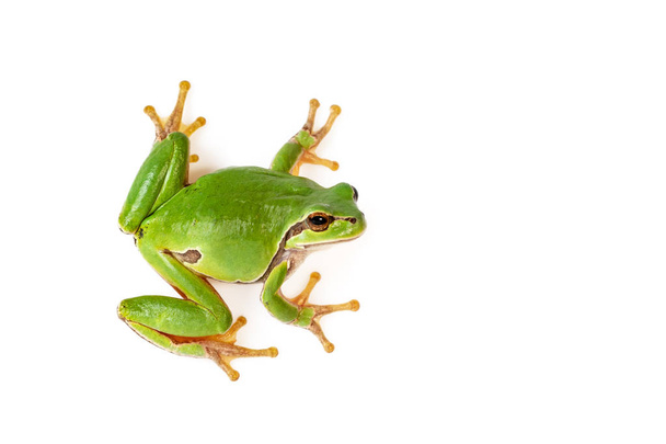 Green Tree Frog Escalada en blanco Close-Up Hyla arborea
 - Foto, Imagen