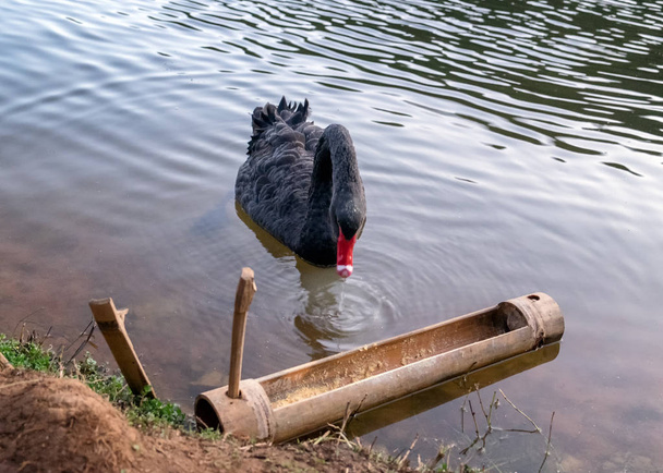 Černý labuť červený zobák jídlo v kanále - Fotografie, Obrázek