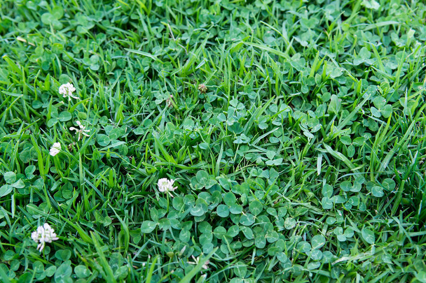 White clover in the green grass - Fotoğraf, Görsel