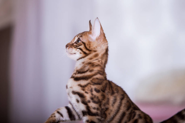 портрет милий кіт позує вдома
  - Фото, зображення