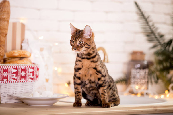 cute kitty sitting on table at kitchen  - Photo, Image
