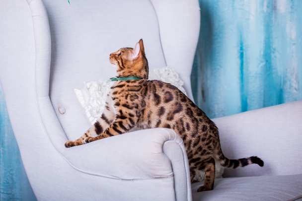 evde Bengal kedi portre  - Fotoğraf, Görsel