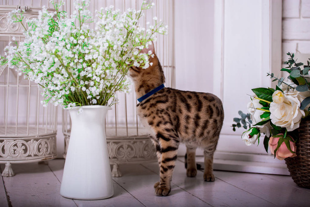 portrait of Bengal cat at home  - Fotó, kép