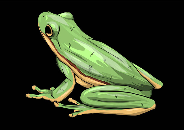 Illustration einer Karikatur grüner Frosch Zeichnungsvektor - Vektor, Bild