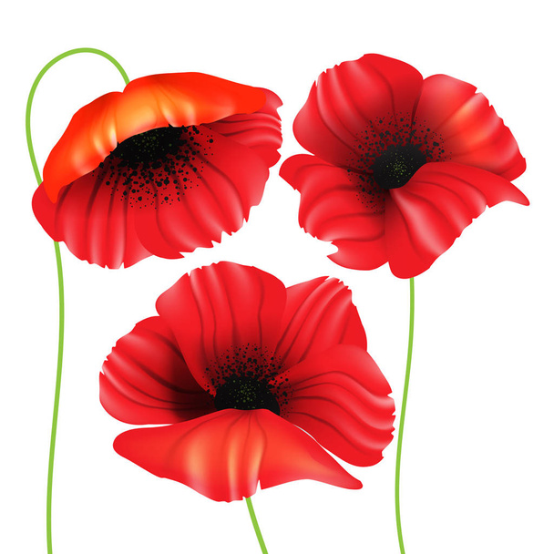 Colorful banner with red poppy flowers on white background. - Vektör, Görsel