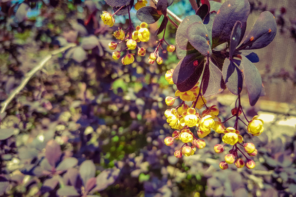arbusto de bérberis no jardim flores com flores amarelas
. - Foto, Imagem