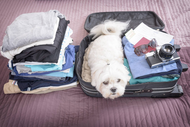 Dog sitting in the suitcase - Foto, afbeelding