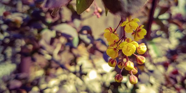 Berberys krzew w ogrodzie Kwiaty żółte kwiaty. - Zdjęcie, obraz