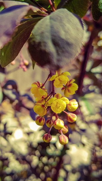 メギの木に黄色の花の庭の花で. - 写真・画像