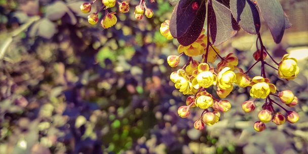 arbusto de arándano en el jardín florece con flores amarillas
. - Foto, imagen