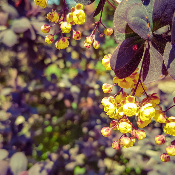 メギの木に黄色の花の庭の花で. - 写真・画像