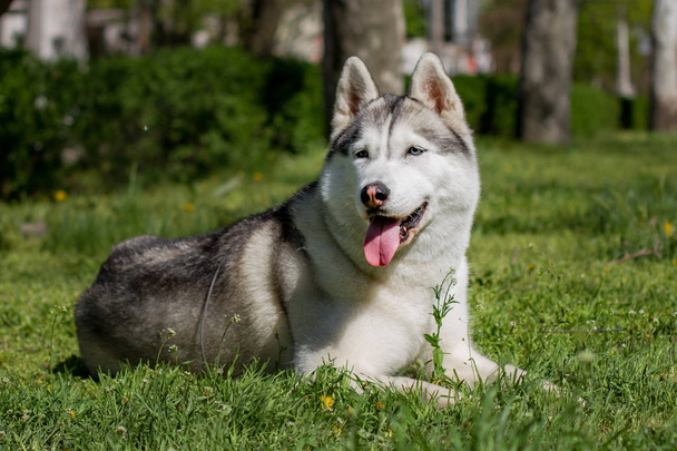 Retrato de perto de um cão. Husky siberiano com olhos azuis. Cão de trenó no fundo das flores da primavera
. - Foto, Imagem
