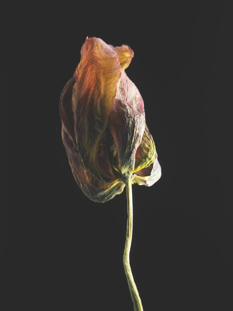 Withered purple tulip on a dark background - Fotó, kép