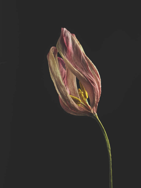 Withered purple tulip on a dark background - Foto, Imagem