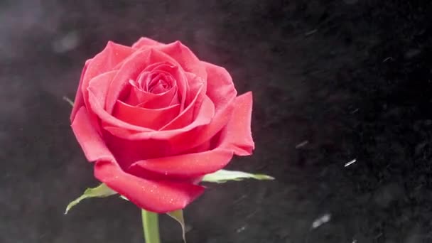 Pulverización de agua sobre una hermosa rosa roja aislada sobre fondo oscuro
 - Imágenes, Vídeo