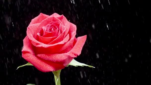Hermosa lluvia cae sobre rosa roja sobre fondo negro
 - Imágenes, Vídeo