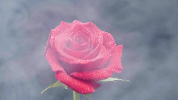 Fumaça branca flutuando em torno de uma rosa vermelha coberta com gotas de água
 - Filmagem, Vídeo