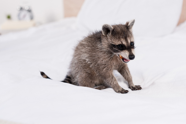 adorable furry raccoon eating peanut on bed in bedroom - Фото, изображение