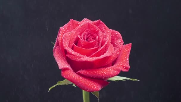 Rosa vermelha polvilhada com água da chuva em câmera lenta
 - Filmagem, Vídeo