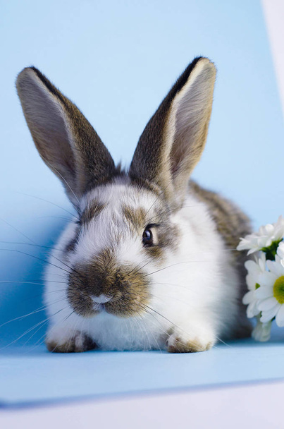 Lebendiges kleines niedliches Kaninchen auf blauem Hintergrund. - Foto, Bild