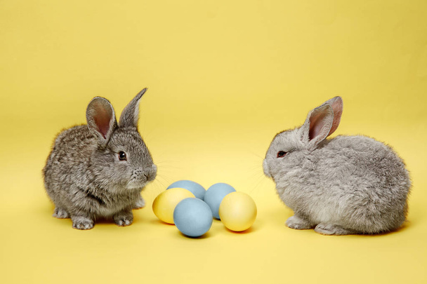 Easter bunny rabbits with painted eggs on yellow background. Easter holiday concept. - Photo, Image