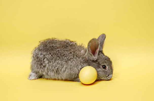 Easter bunny rabbit with painted egg on yellow background. Easter holiday concept. - Fotografie, Obrázek