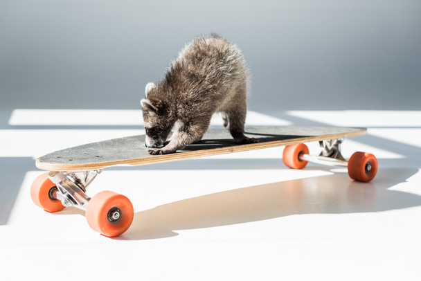adorable fluffy raccoon on longboard in sunshine in grey - Foto, Bild
