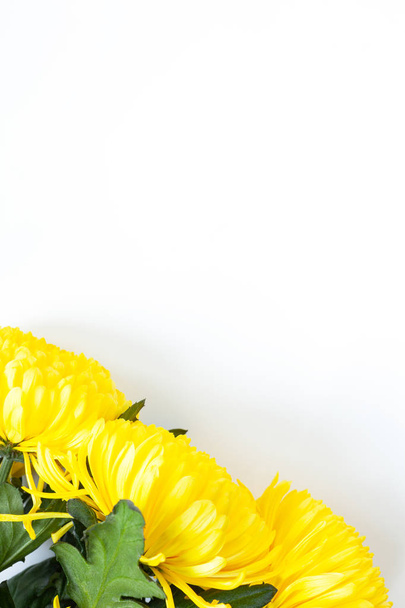 Vibrant yellow chrysanthemums on white background. Flat lay. Vertical. Bottom corner location. Mockup with copy space for greeting card, social media, flower delivery, Mother's day, Women's Day - Foto, Bild