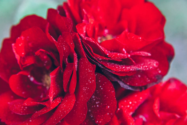 Belles fleurs roses rouges avec des gouttes après la pluie en été. Inspirant jardin fleuri naturel de printemps ou parc
 - Photo, image