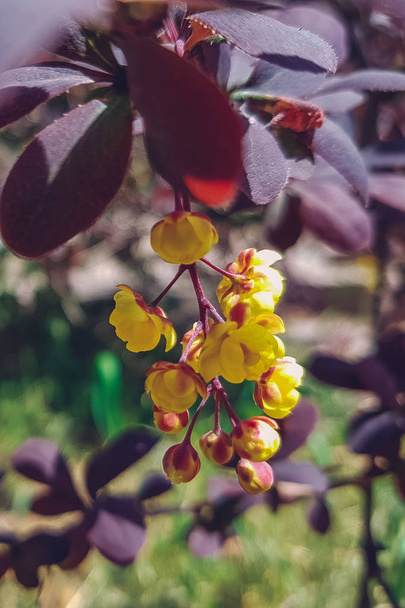 кустарник барбариса в саду цветет желтыми цветами
. - Фото, изображение