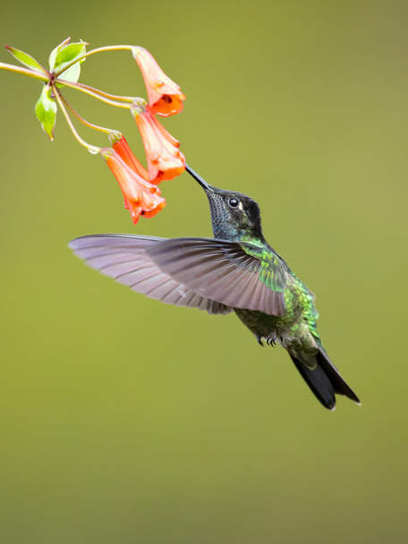 Talamanca colibrì o colibrì mirabile (Eugenes spectabilis) è un grande colibrì. La gamma di colibrì ammirevole è Costa Rica a Panama
.  - Foto, immagini