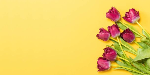 Spring concept. Fresh tulips on yellow background. Copy space - Photo, Image
