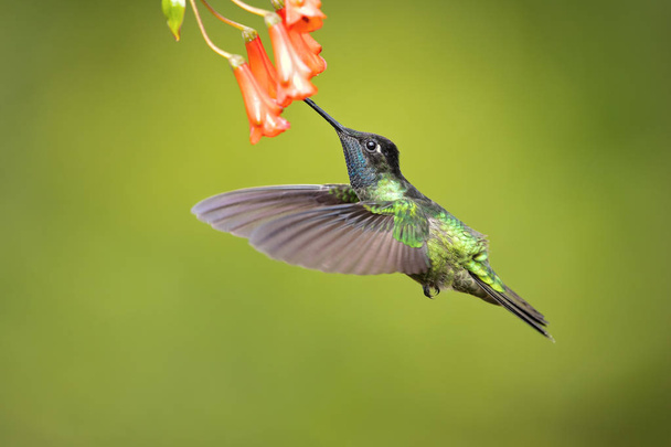 Talamanca colibri ou admirable colibri (Eugenes spectabilis) est un grand colibri. L'admirable aire de répartition du colibri va du Costa Rica au Panama
.  - Photo, image