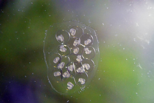 Oeufs d'escargot Ramshorn sur verre dans l'aquarium
 - Photo, image