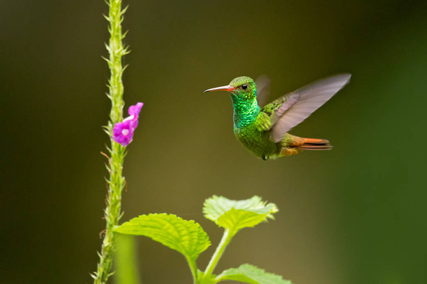 colibrí de cola rufa (Amazilia tzacatl) es un colibrí de tamaño mediano que se reproduce desde el centro-este de México, a través de Centroamérica y Colombia, desde el este hasta el oeste de Venezuela y el sur a través del oeste de Ecuador hasta cerca de la frontera con Perú.
. - Foto, imagen