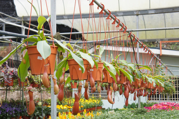 Непент, также известный как тропические кувшинные растения, является родом плотоядных растений. Посажены в небольшие пластиковые горшки и висят на продажу в питомнике растений
.   - Фото, изображение