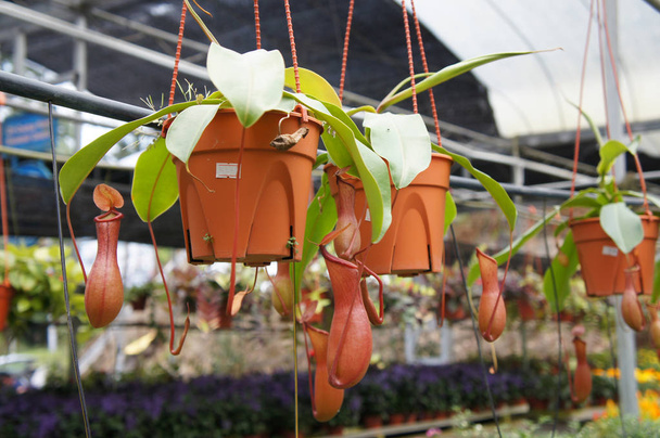 Nepenthes also known as tropical pitcher plants, is a genus of carnivorous plants. Planted in small plastic pots and hang for sale in the plant nursery.   - Photo, Image