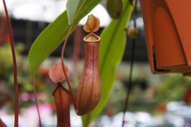 Nepentinen, auch als tropische Schlauchpflanzen bekannt, ist eine Gattung fleischfressender Pflanzen. in kleine Plastiktöpfe gepflanzt und in der Gärtnerei zum Verkauf aufgehängt.   - Foto, Bild
