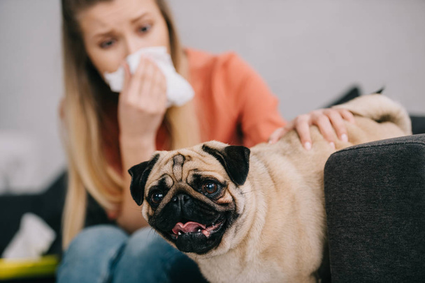 selective focus of adorable pug dog near blonde girl sneezing in tissue  - Photo, Image