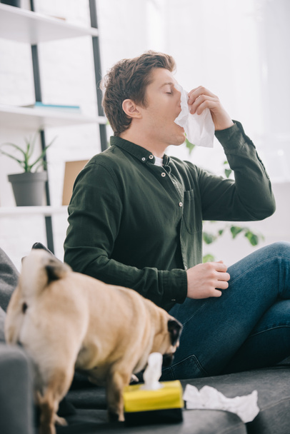selective focus of man allergic to dog sneezing near pug at home  - Photo, Image