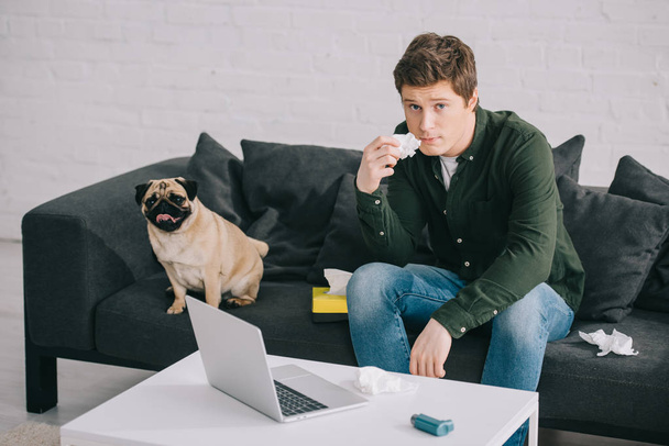красивий чоловік алергія на собаку тримає тканину і сидить на дивані біля мопса
   - Фото, зображення