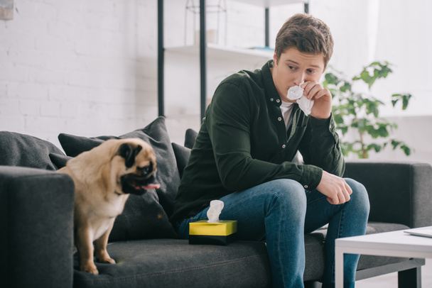 man allergic to dog holding tissue near nose and sitting on sofa with pug   - Fotoğraf, Görsel