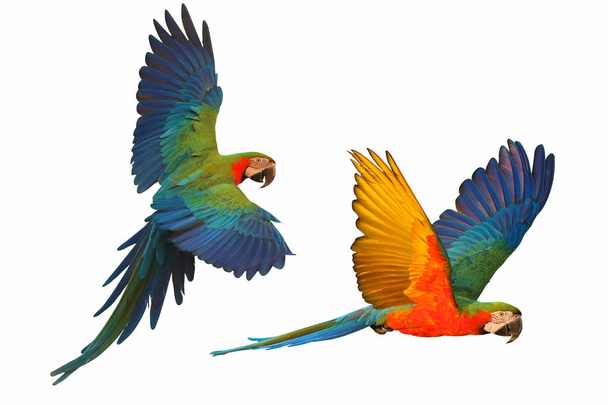 Kolorowe papugi latające na białym tle. - Zdjęcie, obraz