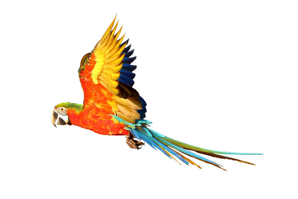 Színes repülő papagáj elszigetelt fehér background. - Fotó, kép