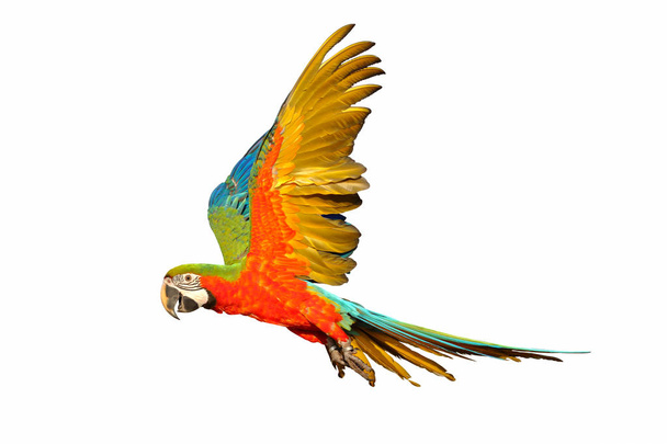 Barevná létající papoušek izolovaných na bílém pozadí. - Fotografie, Obrázek
