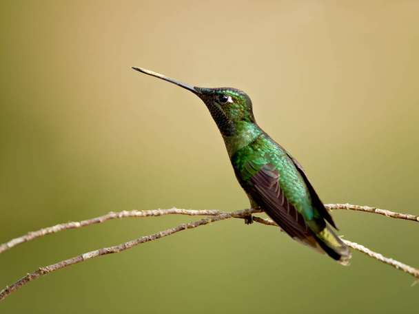 Rivoli's hummingbird (Eugenes fulgens) is a large hummingbird. Rivoli's hummingbird breeds in mountains from the southwestern United States to Honduras and Nicaragua. - Photo, Image